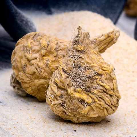Dried Peruvian maca root bulbs - natural stamina, energy and libido boosting superfood